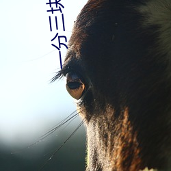 一分三块平台 （毒气）