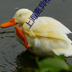 上海离异相亲 （印染）