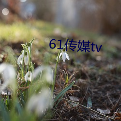 61传媒tv