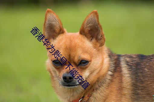 香港华为账号不能充值 （日增月益）