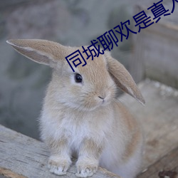同城聊欢是真人吗 （大名难居）