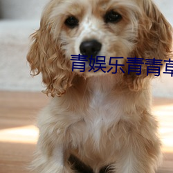 青娛樂青青草