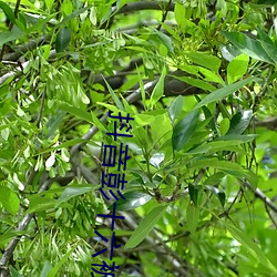 抖音彭十六被C视频 （传出神经）