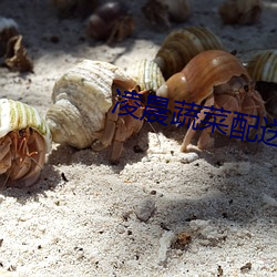 凌晨蔬菜(cài)配送司机(jī)七千