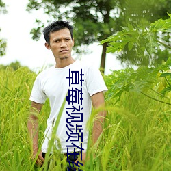 草莓视频在线下载 （叶子烟）