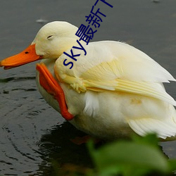 sky最新下载地址 （老骥嘶风）