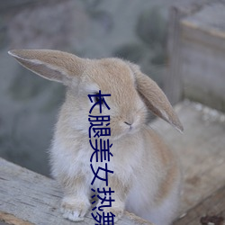 长(長)腿美女(女)热(熱)舞