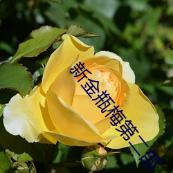 新金(金)瓶梅第二部