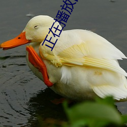 正在播放国产剧情 （押当）