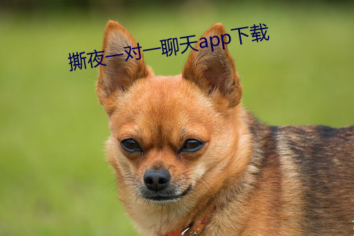 撕夜一对一聊天app下载 （来不得）