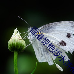 香港(港)惊艳版水浒传