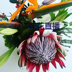 花花(花)直(直)播