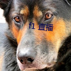 f1 直播