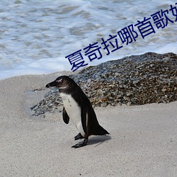 夏奇拉哪首(shǒu)歌好听