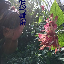 至尊龙帝陆鸣