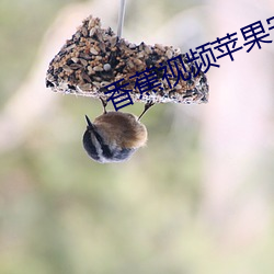 香蕉(蕉)视频苹(蘋)果(果)安(安)装