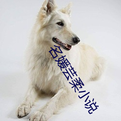 名媛芸柔(柔)小说