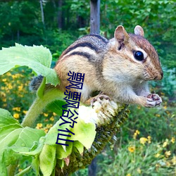 飘飘欲仙