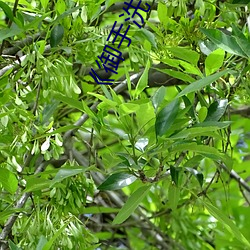 《禦手洗さん家の破洞》高清不卡在線觀看