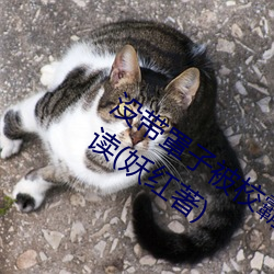 没带罩(zhào)子被校霸c了一节(jié)课(kè)怎(zěn)么办分节阅读(妖红著)