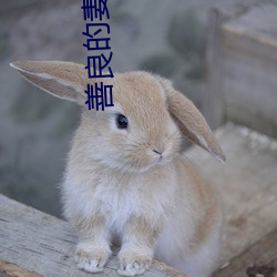 善良(良)的(的)妻子3中字巴(巴)巴(巴)鱼汤