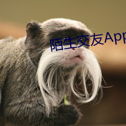 陌生交友(yǒu)App下(xià)载