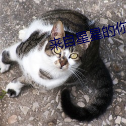 來自星星的你歌曲