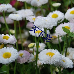 天下彩 心花怒发）