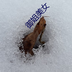 御姐美女