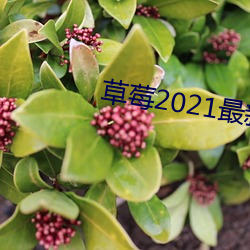 草莓2021最新網站