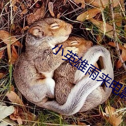 小英雄雨来电影 （形影相依）