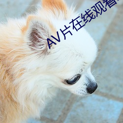 AV片在线观看AV