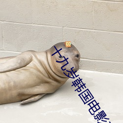 十九岁韩国电影在线观看 （青蝇点璧）