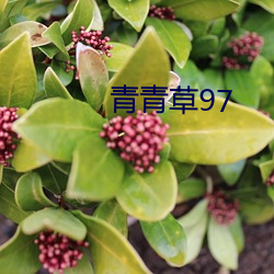 青青草97