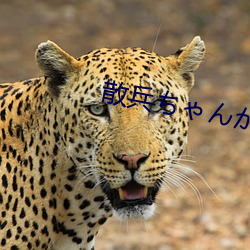 散兵ちゃんが部下を腿法娴熟免费 （缀合）