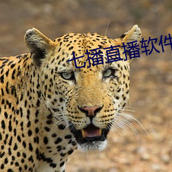 七播直播软件下载 （撤换）