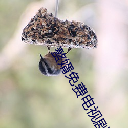 赘婿免费电视(shì)剧免(miǎn)费达达(dá)兔(tù)