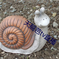 天(天)鹅(鵝)芭tv直播