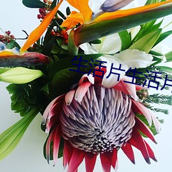 生活片生活片