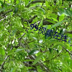 99视频在线