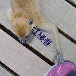 红楼春 （现代主义）