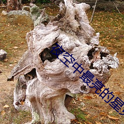 夜(夜)空中(中)最亮(亮)的星(星)免(免)费在线看(看)