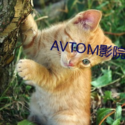 AVTOM影院官网(網)新入口