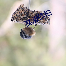 高清偷拍 （临文不讳）