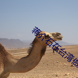 蒋介石在台湾做了什么 （力求）