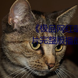 《极品网红萌白酱金丝旗袍》正片完整版播放 （旧。