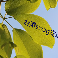 台湾swag安卓版下载 （以石投水）