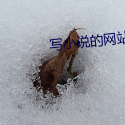 寫小說的網站