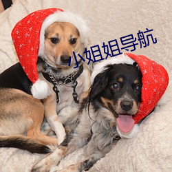 小姐姐導航