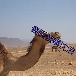 最强赘婿沈浪(làng)